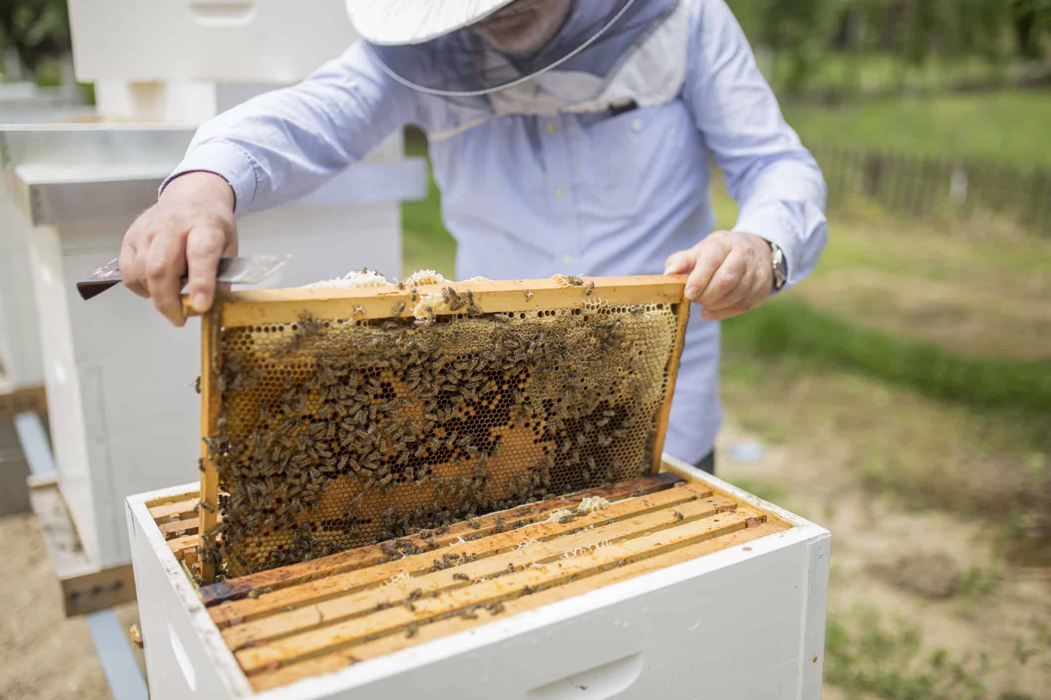 Inside bee hive